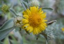 Inula aschersoniana ©  Pandion Wild Tours